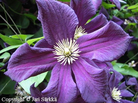 Clematis Jackmannii-Ryhm� 'Romantika' loistokarho